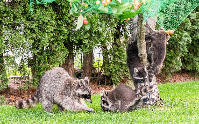 Familie Waschbär nascht Kirschen.