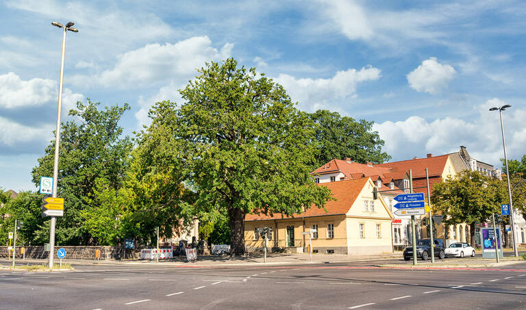 Friedenseiche auf den Historischen Winkel.