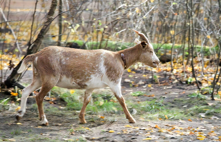 Die Erlebniswelt im Volkspark wurde vor fünf Jahren eröffnet. Foto: Erlebniswelt Tier und Natur