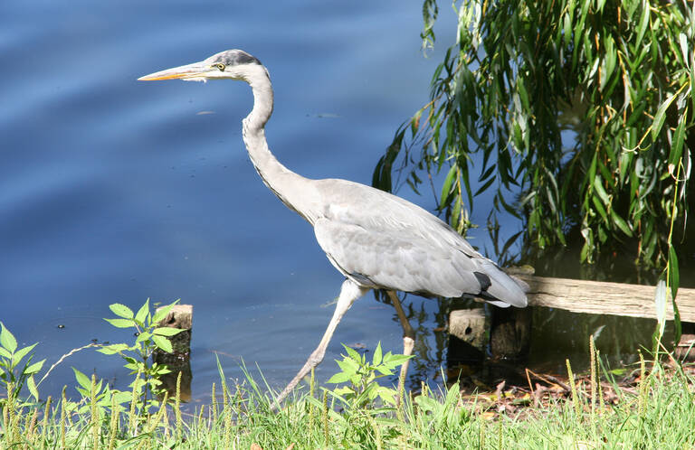 Er darf sich auf den Erfolg der Sanierungsmaßnahmen freuen – Graureiher am Lietzensee.