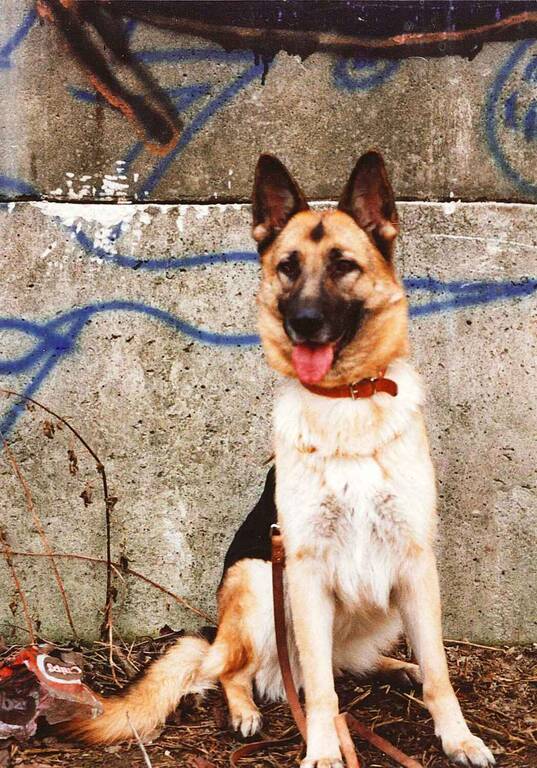 Mit dem Fall der Mauer arbeitslos: Die Mauerhunde wurden an Tierfreunde weitervermittelt. Foto: TVB