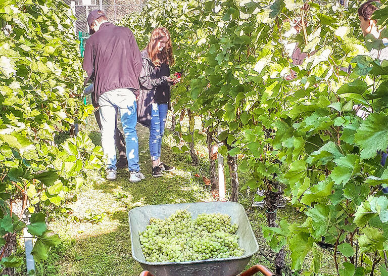 Saftige Trauben warten auf die Verarbeitung. Foto: Max-von-Laue-Oberschule