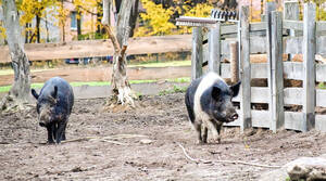 In Düppel geboren: die Weideschweine Greta und Molly. Foto: Melanie Huber / Stadtmuseum Berlin