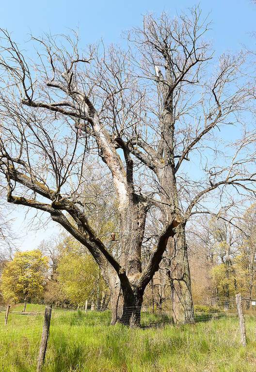 Die alten Bäume haben die Trockenheit der letzten Sommer nicht überlebt. Foto: Grünflächenamt ST-Z