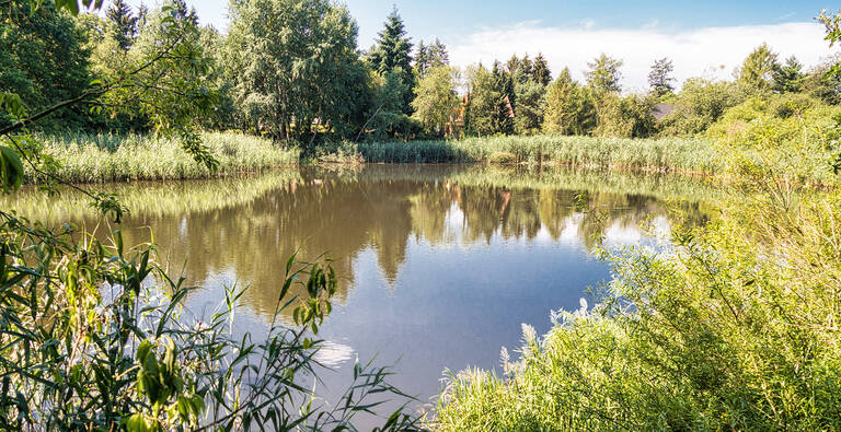 Schützenswerter Buschgrabensee: Der Förderverein Landschaftsschutzgebiet Buschgraben/Bäketal setzt sich für Kleingewässer und Niedermoorgebiete in der Region ein.