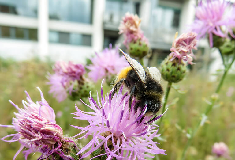 Die Wildstauden locken viele verschiedene Tiere an. Foto: BACW