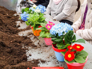 Bunte Blumen für Daheim – Beim „Tag der offenen Tür“ aus fachkundlicher Hand zu erwerben.