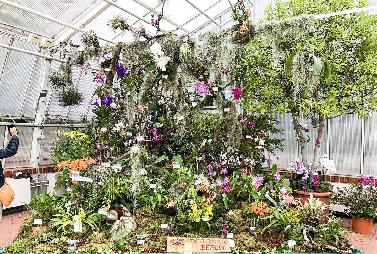 Die bunte Welt der Orchideen Ausstellung im Botanischen Garten Berlin