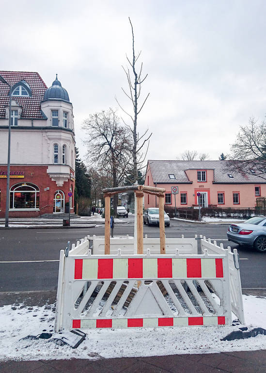 Neupflanzung an der Königstraße.