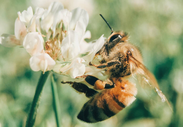 Im Kindermuseum unterm Dach geht es um Bienen und deren Schutz. Foto: Aaron Burden / unsplash.com