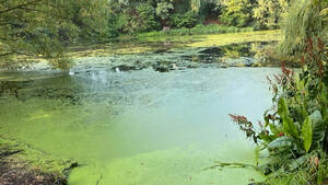 Zur Verbesserung der Wasserqualität wird der Fennsee entschlammt. Foto: Umwelt- und  Naturschutzamt/BACW
