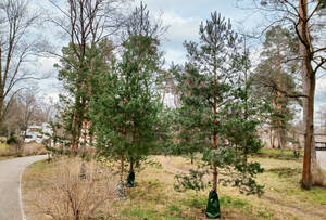 Von den Fällungen am stärksten betroffen: der waldähnliche Messelpark. Foto: BACW