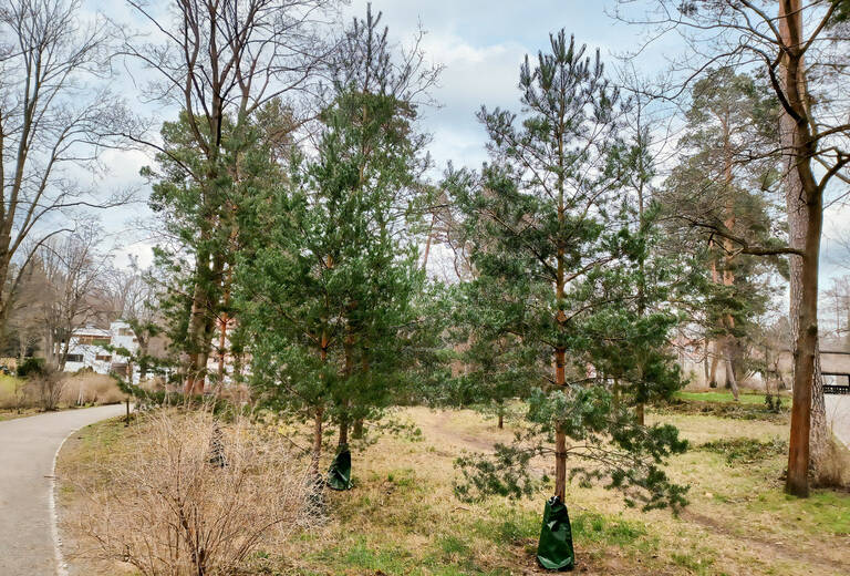 Von den Fällungen am stärksten betroffen: der waldähnliche Messelpark. Foto: BACW