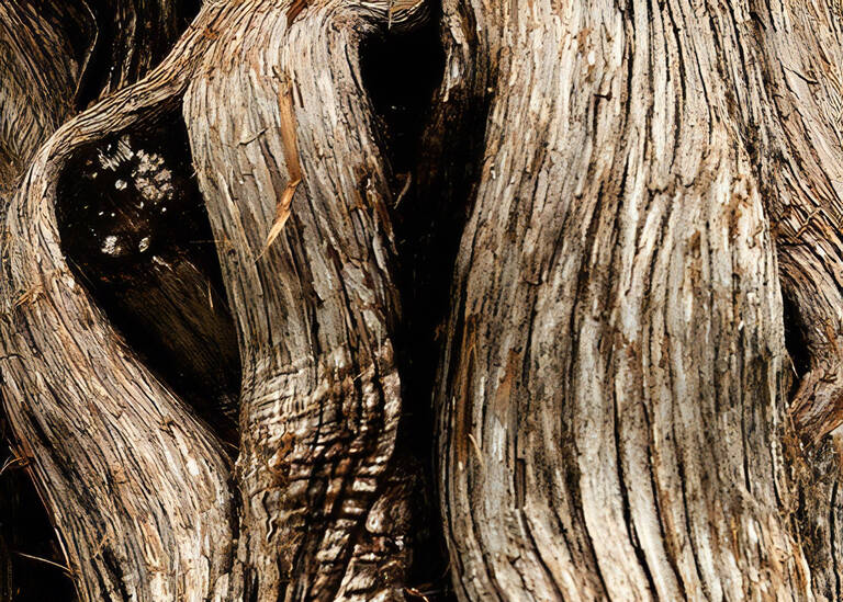 Teilabbildung Baum. Foto: Martyna Poznańska