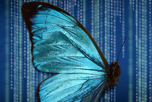 „HALF MORPHO MENELAUS ON A DIGITAL ALGORITHM“, aus der Serie „REMAINS“, 2022. Foto: Anett Stuth