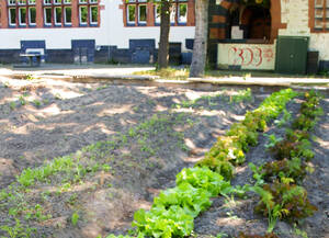Schulgärten des Schadow-Gymnasiums. Foto: Jacqueline Lorenz
