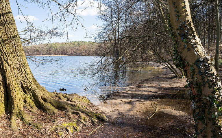 Der klimasensible Umbau an Schlachtensee (Foto) und Krumme Lanke wird durch ein Bundesprogramm unterstützt.