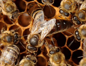 Eine Bienenkönigin mit ihrem Volk. Foto: Ivan Esenko/ Museum of Apiculture Radovljica