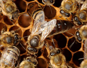 Eine Bienenkönigin mit ihrem Volk. Foto: Ivan Esenko/ Museum of Apiculture Radovljica