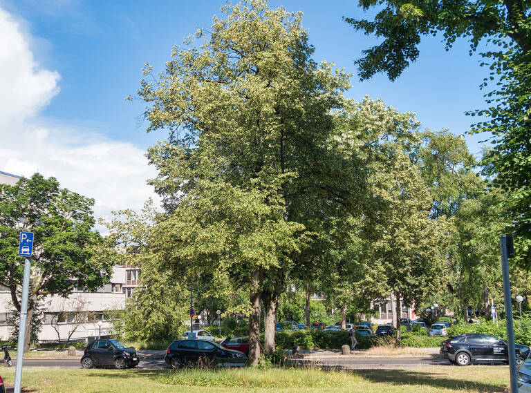 Zehlendorfer Schillerlinde an der  Martin-Buber-/Ecke Hohenzollernstraße.