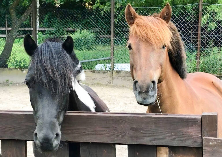 Foto: Ponyclub„Zu den flotten Hufen“ e. V.