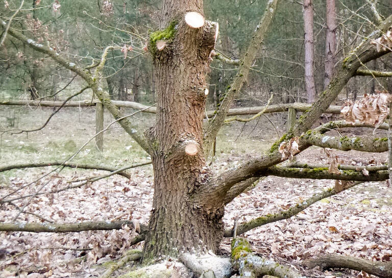 Die neue Kohlhaas-Eiche wurde mut- und böswillig verstümmelt. Foto: Achim Förster