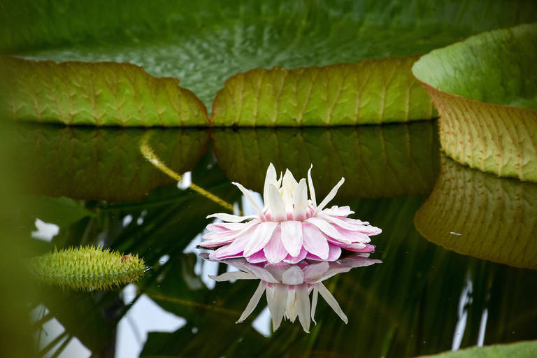 Die Namensgeberin des Victoria-Gewächshauses: Die Riesenseerose Victoria Blüte und Blätter der Art Victoria cruziana (heimisch im Rio Paraná in S-Brasilien).Blüte im Juni 2018 im frisch sanierten Victoriahaus im Botanischen Garten Berlin. Foto: N. Köster,