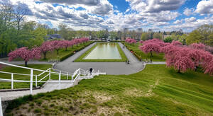 Kirschblütenzauber am Fliegeberg. Foto: BA SZ