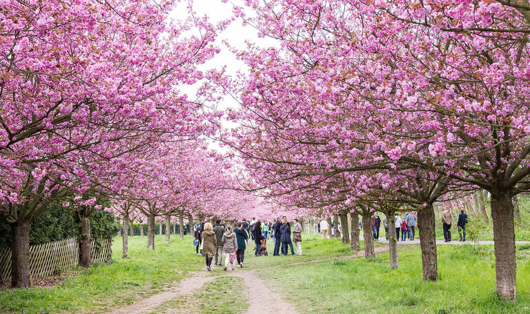 1.100 japanische Kirschbäume begeistern durch ihre Blütenpracht.