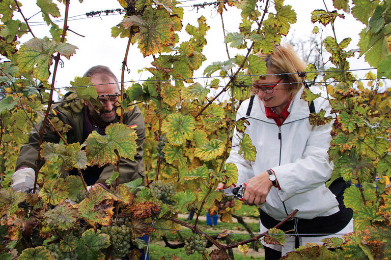 Harald Skär aus Bad Kreuznach und Bezirksbürgermeisterin Angelika bei der Weinlese im Schöneberger Weinberg. Foto: BA