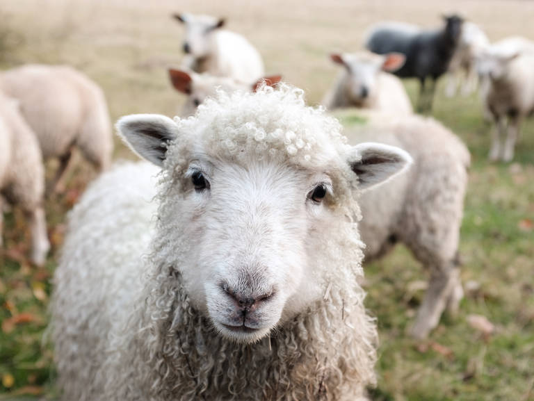 Schafe – die wichtigsten Wolllieferanten. Foto: Sam Carter