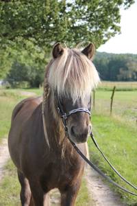 Dieses Islandpferd lebt zwar woanders, aber die Ponys von den flotten Hufen freuen sich auf ihren Besuch. Foto: Josephine Herms