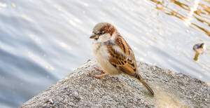 Der Spatz gehört zu den „Prominenten“ in der Tierwelt.