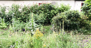 Begrünter Hof mit heimischen Wildstauden. Foto: C. Mirke