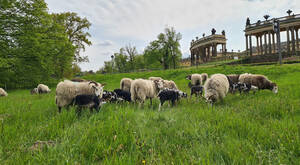 Start der Beweidung auf der Wiese am Rossebrunnen. Foto: SPSG/Nicole Romberg