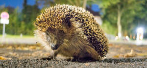 Igel sind oft in der Dämmerung unterwegs