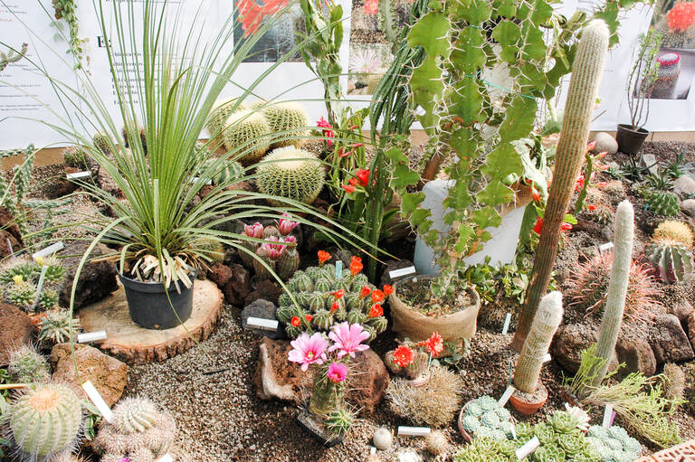 Kakteenvielfalt im Botanischen Garten. Foto: I.Haas, Botanischer Garten und Botanisches Museum