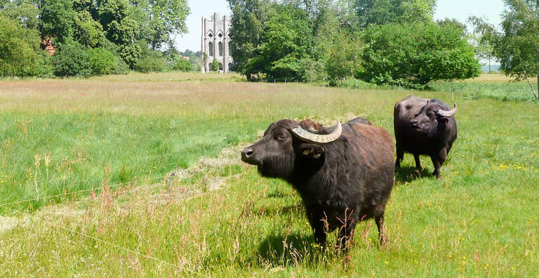 Auch in diesem Jahr weiden sie wieder auf der Pfaueninsel: Wasserbüffel vom Ökohof Gut Darß. Foto: SPSG/Jan Uhlig 