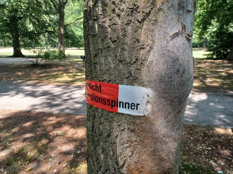 Eichenprozessionsspinner an einem Baum mit Warnhinweis. Foto: BACW / Grünflächenamt