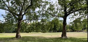 Die Bewässerung des Preußenparks wird künftig ressourcenschonender. Foto: BACW