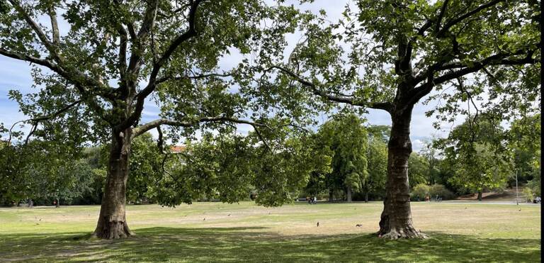 Die Bewässerung des Preußenparks wird künftig ressourcenschonender. Foto: BACW