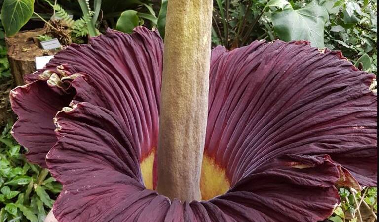 Die Titanenwurz im Jahr 2017. Foto: G. Hohlstein, Botanischer Garten und Botanisches Museum Berlin