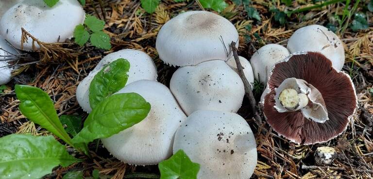 Vorsicht: Der Karbol-Champignon(Agaricus xanthodermus) sieht dem essbaren Wiesen- und Anischampignon täuschend ähnlich, ist jedoch leicht giftig. Botanischer Garten Berlin, Foto: H. Beyer 