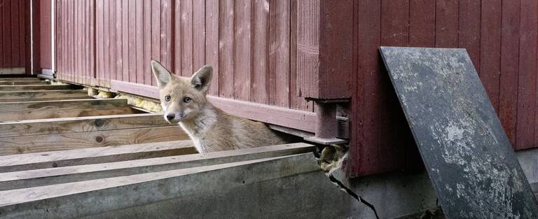 Lorenz Kienzle: Eines von sechs Fuchskindern vor dem Fuchsbau auf der KlimaInsel, 2025, Digitaldruck