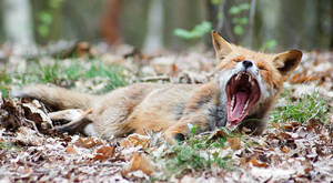 Glücksmomente – alles andere als langweilig. Foto: Stürzbecher