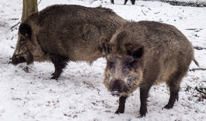 Wildschweine sind häufig in Berlin anzutreffen.