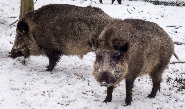Wildschweine sind häufig in Berlin anzutreffen.