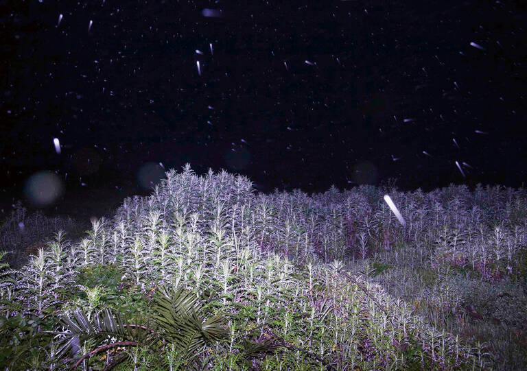 Moritz Haase, Sitting On A Cornflake (Crop 1), 2017/2025, C-Print Foto: Moritz Haase