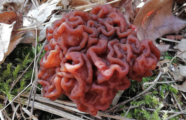Die hoch giftige Frühjahrslorchel (Gyromitra esculenta) ist ab Ende März zu finden und kann leicht mit essbaren Morcheln verwechselt werden. Foto: H. Beyer / Botanischer Garten Berlin