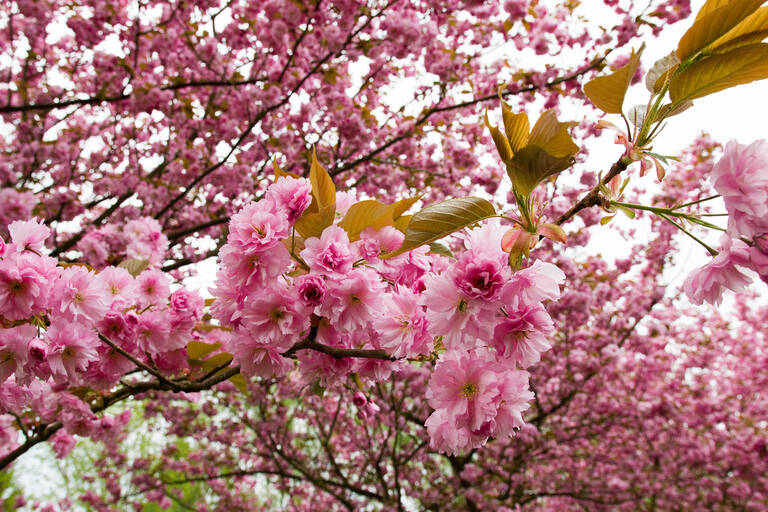 Dem Zauber der Kirschblüte kann sich kaum jemand entziehen.